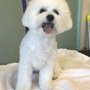 Washoe Valley Dog Grooming