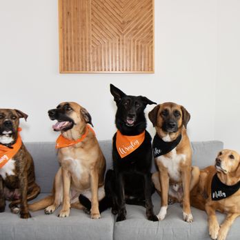 Fox Property Management - Property Management Near Me - Louisville, Colorado Fox Property Management - Property Management Near Me - Louisville, Colorado