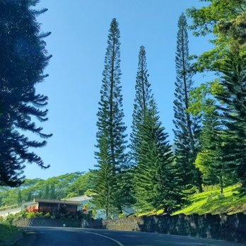 Anchor Church - Norfolk pines... And other foliage - Churches Near Me - Kaneohe, Hawaii Anchor Church - Norfolk pines... And other foliage - Churches Near Me - Kaneohe, Hawaii
