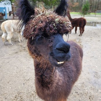 Jersey Shore Alpacas - Zoos Near Me - Cape May, New Jersey Jersey Shore Alpacas - Zoos Near Me - Cape May, New Jersey