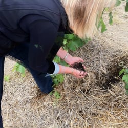 Henschke Cellars - The fertile soil at the hill of grace .