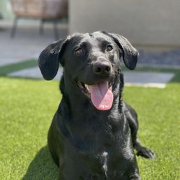 Dog on pet turf