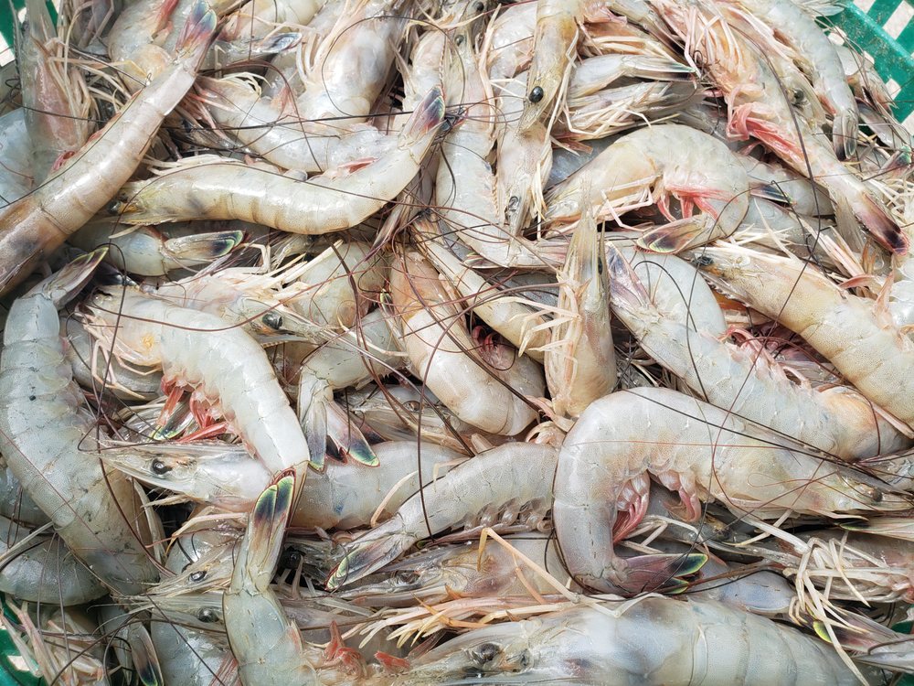 BEACH BUMS FRESH SEAFOOD Atlantic Beach, FL Yelp