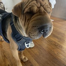 Mighty Pawz - Hippo