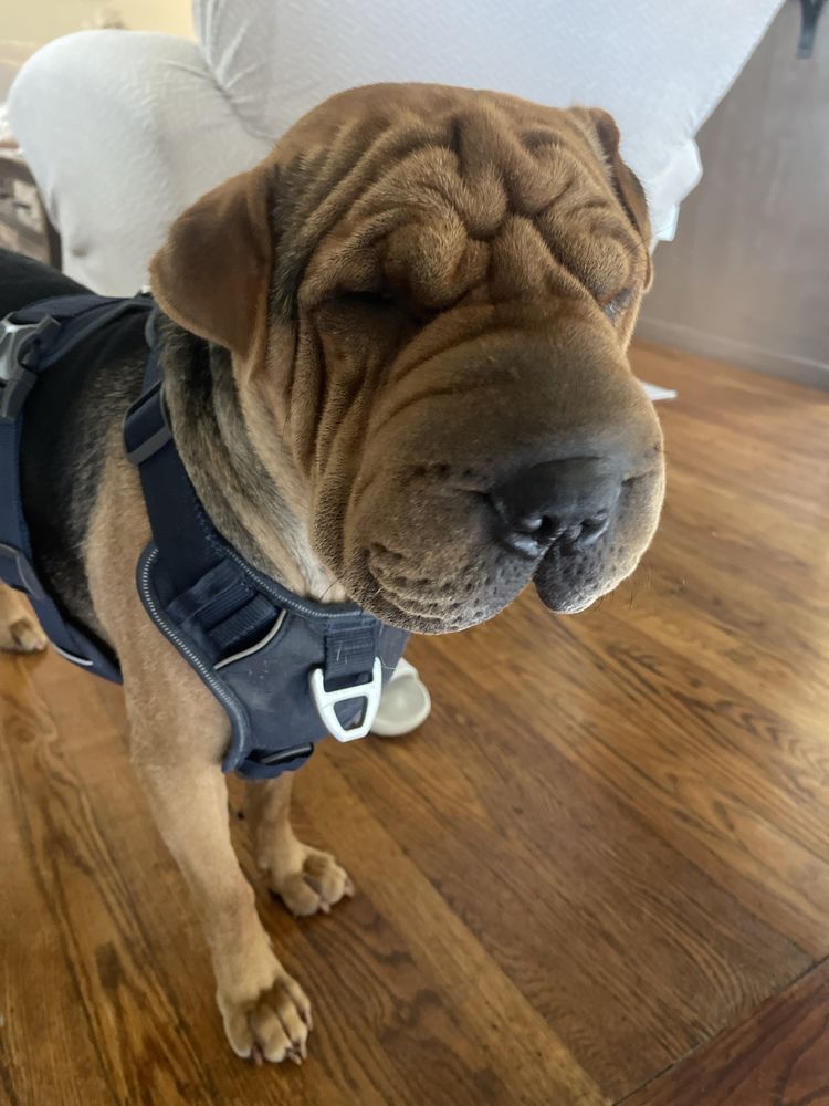 Mighty Pawz - pet boarding facility in Bethlehem, PA