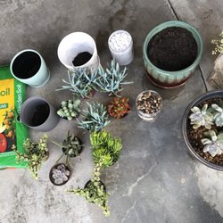 Nurseries Gardening In San Marcos Yelp Amalia S Succulents