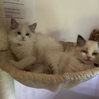 Ragdoll Tales - Kiwi & Kokonut - Pet Breeders Near Me - Armonk, New York Ragdoll Tales - Kiwi & Kokonut - Pet Breeders Near Me - Armonk, New York