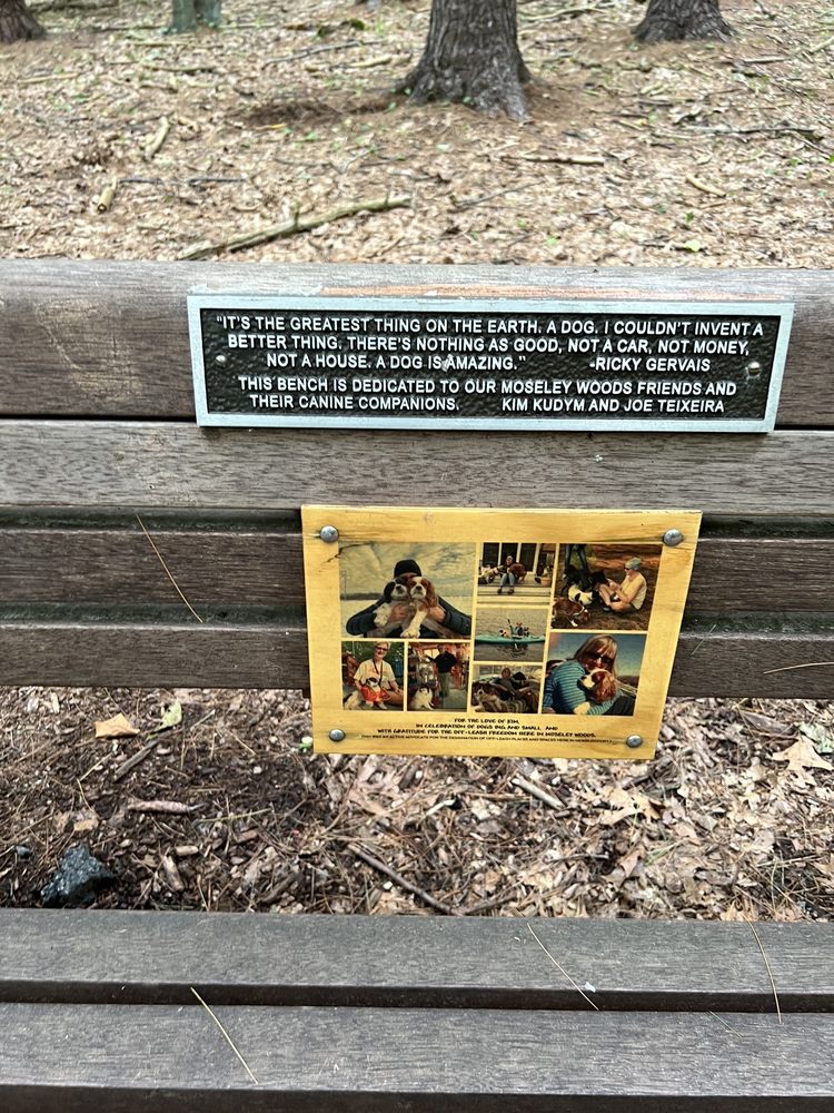 Moseley Woods Image