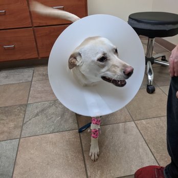 Pieper Olson Veterinary Hospital - Visitation...she was feeling better for sure. - Veterinarians Near Me - Middletown, Connecticut