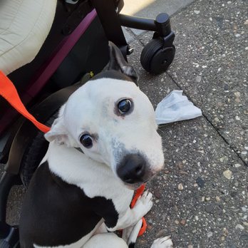 Banfield Pet Hospital - Veterinarians Near Me - Washington, DC, District of Columbia