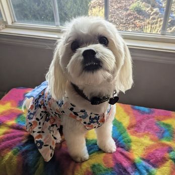 Pawfection Mobile Spa - Pet Groomers Near Me - Fairfield, California Pawfection Mobile Spa - Pet Groomers Near Me - Fairfield, California