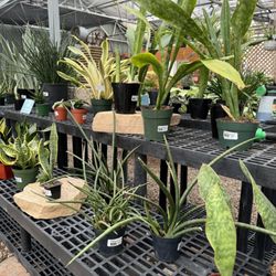 Fossil Creek Nursery