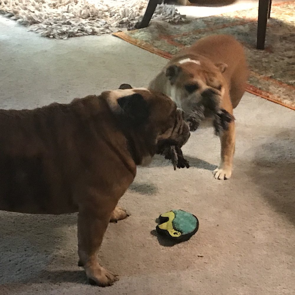 Gladstone Veterinary Clinic - Presley and Squiggs - Veterinarians Near Me - Milwaukie, Oregon