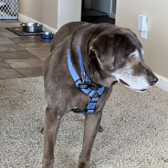 Rover Veterinary Care At Home Euthanasia - Love you Moe! - Veterinarians Near Me Rover Veterinary Care At Home Euthanasia - Love you Moe! - Veterinarians Near Me