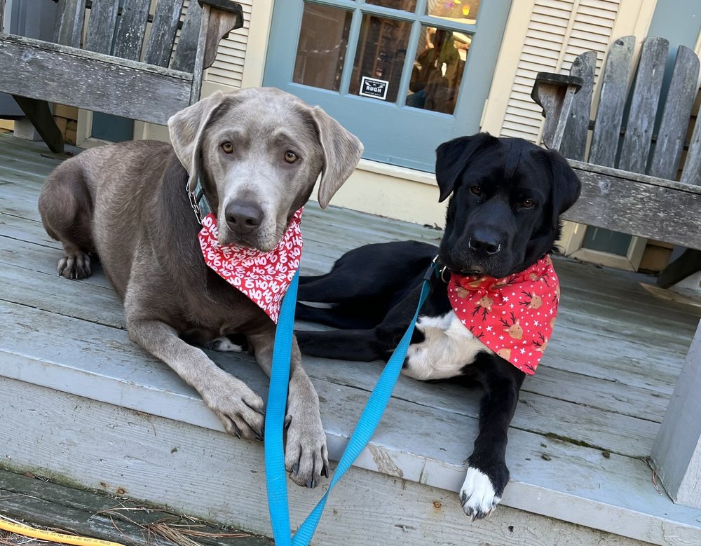 203 K9 TRAINING SERVICE Updated September 2024 11 Photos & 12