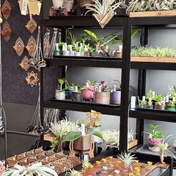 Terraplanted