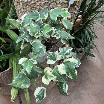 Sloat Garden Center - Nurseries & Gardening Near Me - Kentfield, California