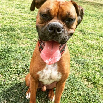 Pet Paradise Matthews - Ma Bro Beaux! - Pet Groomers Near Me - Matthews, North Carolina