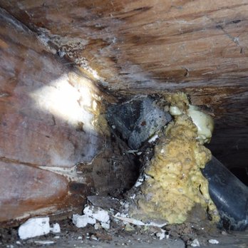 All About Termite Solutions - Item found on recent inspection. Actual Photo That went on the inspection report - Pest Control Near Me - San Jose, California All About Termite Solutions - Item found on recent inspection. Actual Photo That went on the inspection report - Pest Control Near Me - San Jose, California