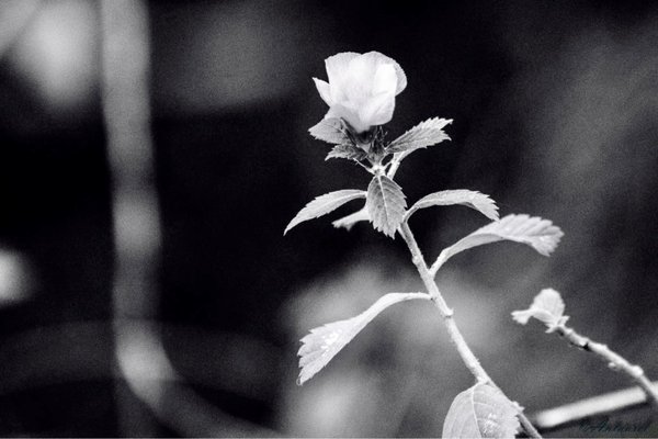 McKee Botanical Garden by null