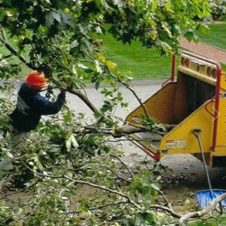 Northern Essex Tree Service