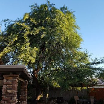 Arbor Care Tree Service - Before AC - Tree Services Near Me Arbor Care Tree Service - Before AC - Tree Services Near Me
