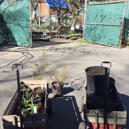 Flowers for a monarch station, two blueberry bushes, and dirt! Flowers for a monarch station, two blueberry bushes, and dirt!