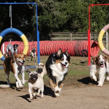 Camp Four Paws - We get to run to our hearts content - Pet Training Near Me - Clayton, California Camp Four Paws - We get to run to our hearts content - Pet Training Near Me - Clayton, California