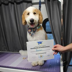 Pet Salon Dog Lovers Pet Grooming Animal Lovers Pet Salon In