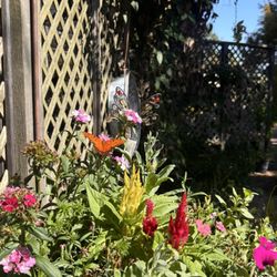 Martha's Bloomers - Garden