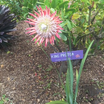 Ali'i Kula Lavender - Gorgeous - Tours Near Me - Kula, Hawaii Ali'i Kula Lavender - Gorgeous - Tours Near Me - Kula, Hawaii