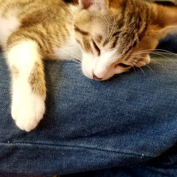 Cat Depot - So cute :) - Animal Shelters Near Me - Sarasota, Florida