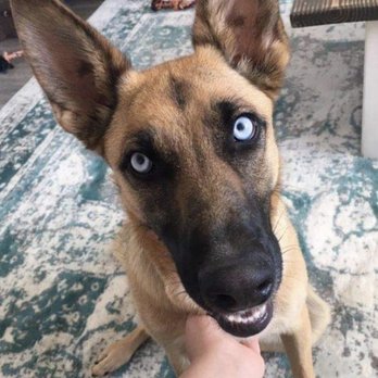 Loyal K-9 - Pet Training Near Me Loyal K-9 - Pet Training Near Me