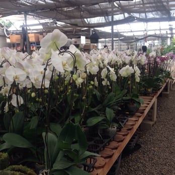 OC Succulents - Orchid Row - Nurseries & Gardening Near Me - Irvine, California