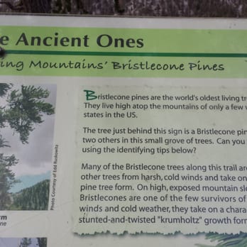 Bristlecone Trail - Bristlecone Pine trees are the world's oldest living tree - Hiking Near Me - Mount Charleston, Nevada