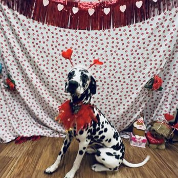 Camp Bow Wow - Pet Boarding Near Me - Henderson, Nevada
