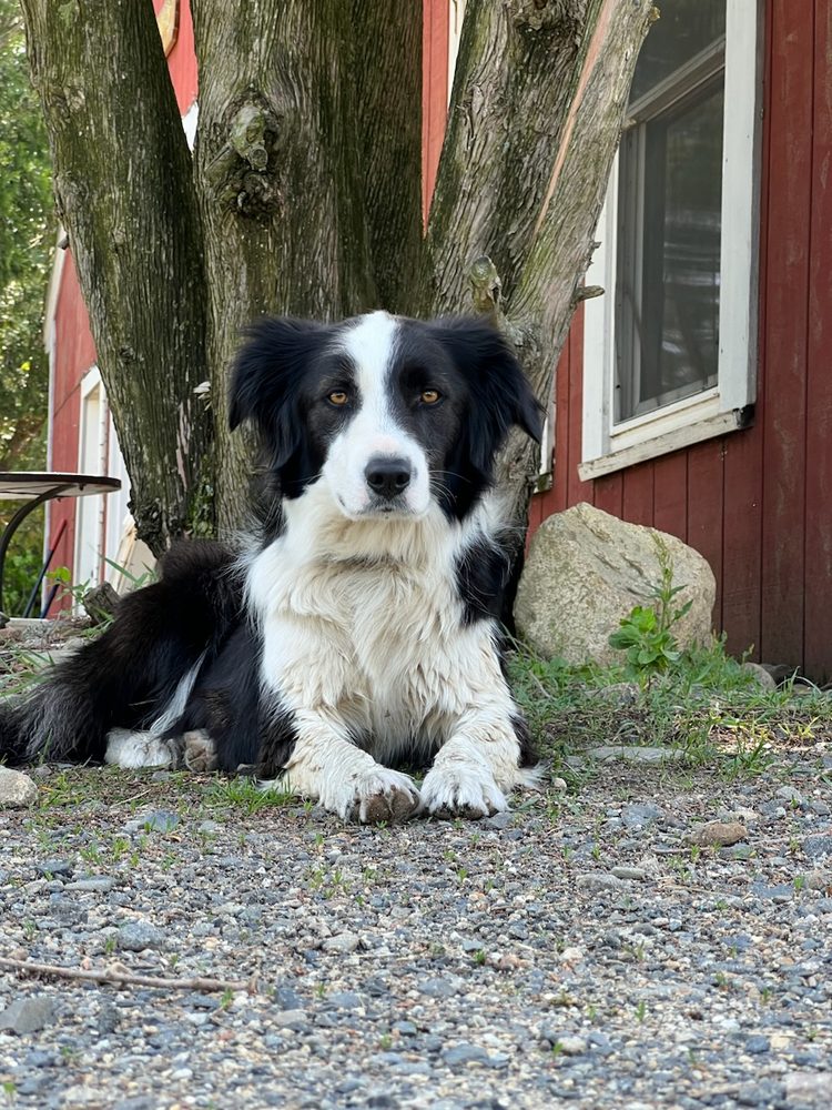 Living Wells Farm - equestrian in Wells, ME