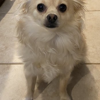 Brooklyn Paw House - This is a photo of Yogi before his hair cut. - Pet Groomers Near Me - Brooklyn, New York Brooklyn Paw House - This is a photo of Yogi before his hair cut. - Pet Groomers Near Me - Brooklyn, New York