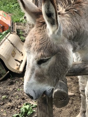 Podere Còncori by null