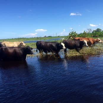 Twister Airboat Rides - Seafood Near Me - Cocoa, Florida Twister Airboat Rides - Seafood Near Me - Cocoa, Florida
