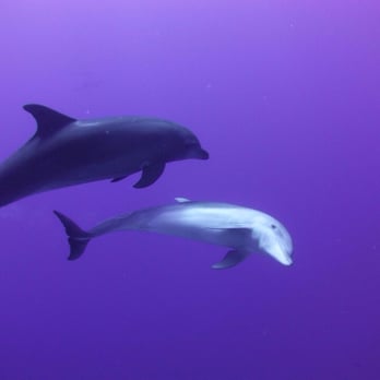 Underwater Sports - Diving with dolphins at Rangiroa, shot with camera from Underwater Sports - Sporting Goods Near Me - Edmonds, Washington Underwater Sports - Diving with dolphins at Rangiroa, shot with camera from Underwater Sports - Sporting Goods Near Me - Edmonds, Washington