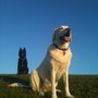 Photo of Lucky Paws