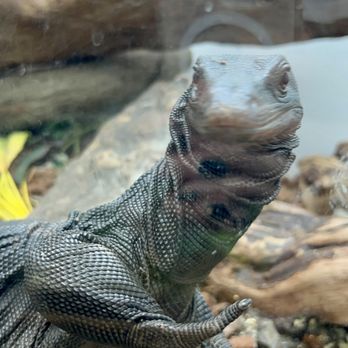 East Bay Vivarium - Gorgeous sassy! - Reptile Shops Near Me - Berkeley, California