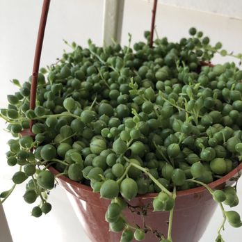 Tall Plants - String of pearls - Nurseries & Gardening Near Me - Houston, Texas Tall Plants - String of pearls - Nurseries & Gardening Near Me - Houston, Texas
