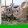Photo of Woodgreen Pets Charity