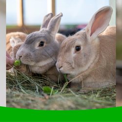 Woodgreen Pets Charity