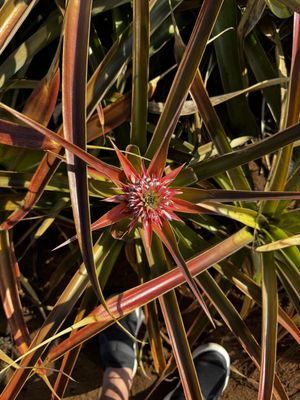 Maui Pineapple Tour by null