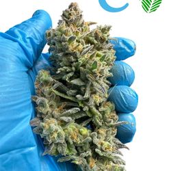 Green Lady Marijuana Eastside Olympia - Fresh harvest at evergrow.