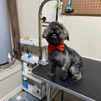 Lucky's Choice - Pet Groomers Near Me - Dallas, Texas