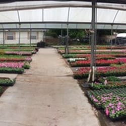 Texas Color Plants